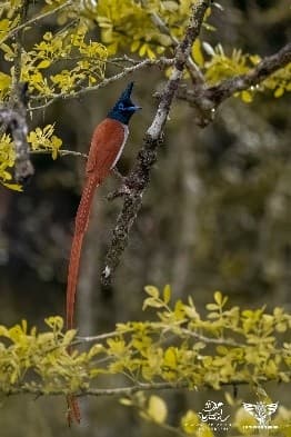 Ethical wildlife encounters